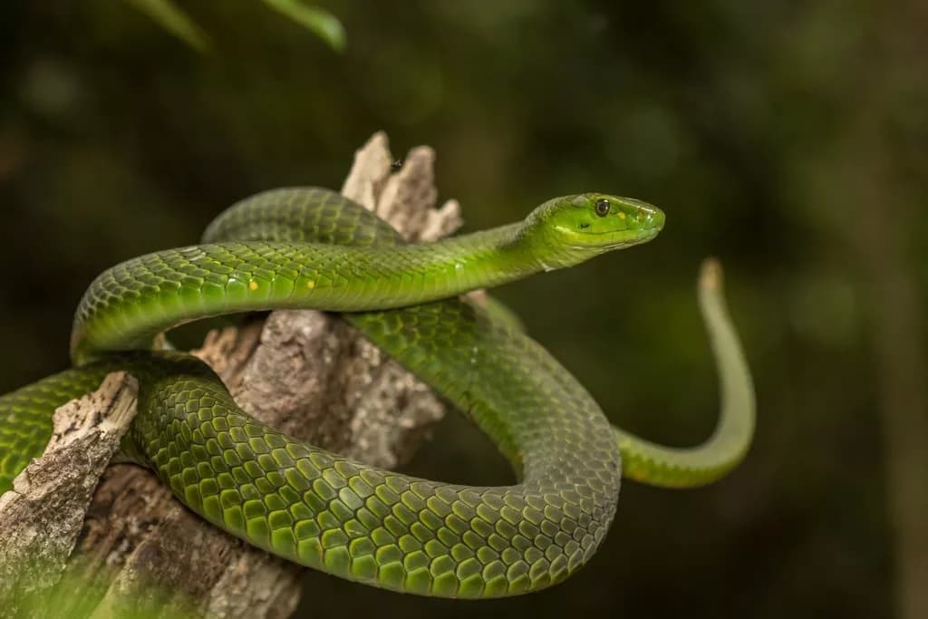 دستاورد محقق ایرانی دانشگاه دانمارک: ساخت پادزهری که سم 17 مار مرگبار را خنثی میکند